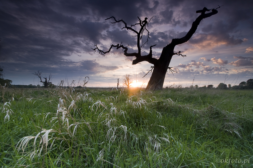 Dęby Rogalińskie /fot. S. Adamczak/