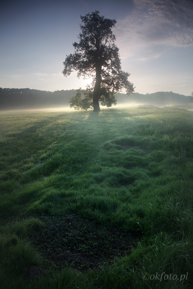 Dęby Rogalińskie /fot. S. Adamczak/